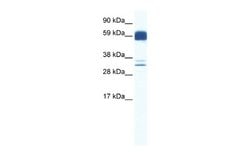 ZIC5 Rabbit anti-Human, Polyclonal, Novus Biologicals 0.1 mL | Buy Online | Novus Biologicals | Fisher Scientific